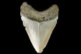Fossil Megalodon Tooth - North Carolina #130024-2